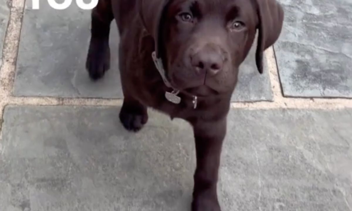 Featured image for “Puppy Tip: Teaching Good Habits”