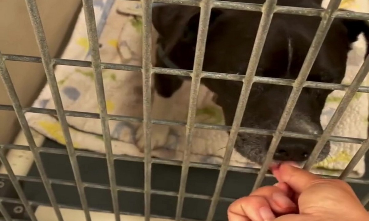 Featured image for “Teach Behaviors that Lead to Faster Adoptions”