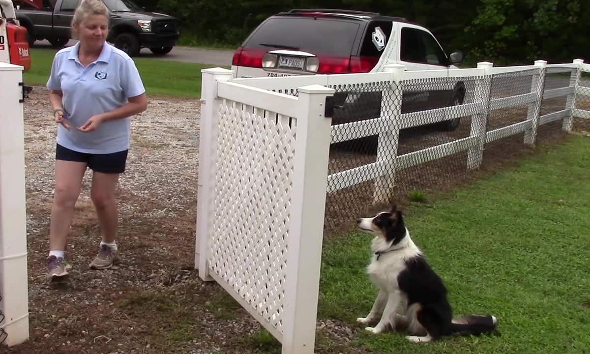 Featured image for “Teaching a Release Cue”