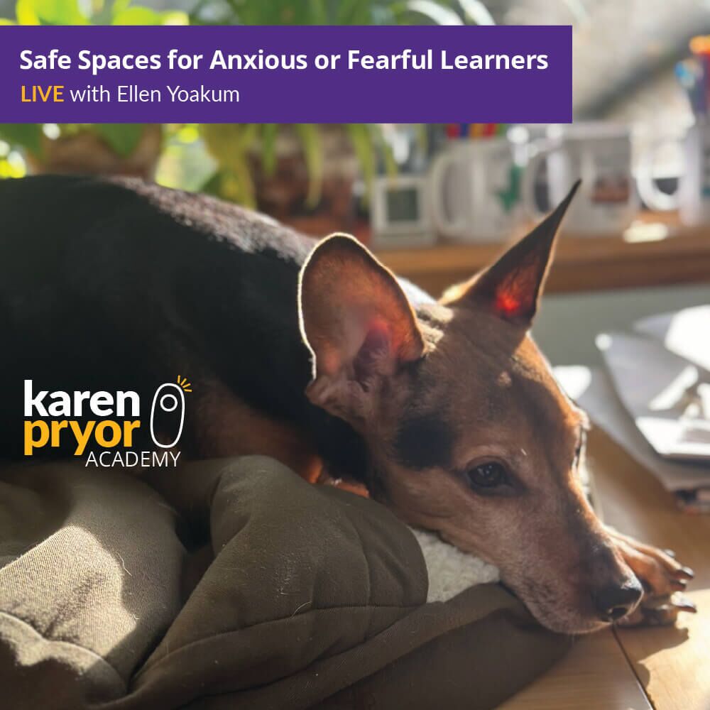 Safe Spaces for Anxious or Fearful Learners 1000x1000