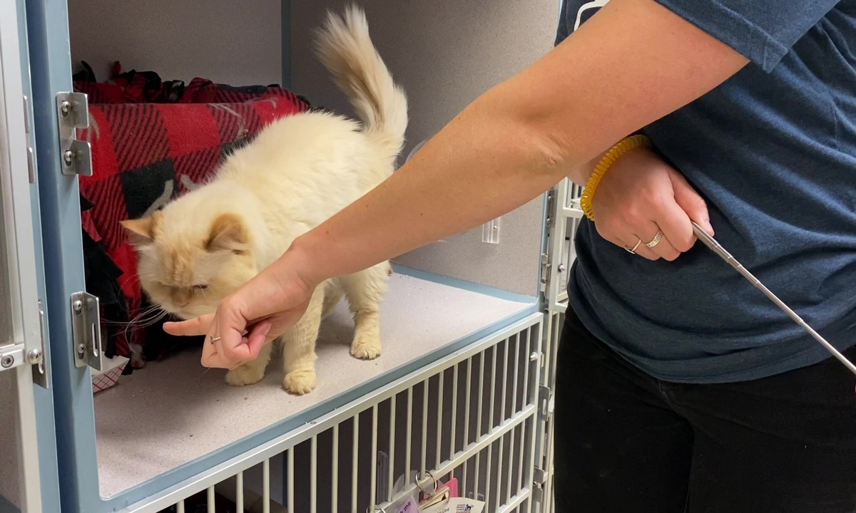 Featured image for “Shelter Enrichment for Cats: The Target Game”