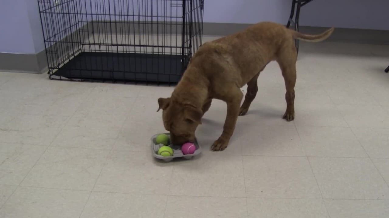 Featured image for “Low-Cost Enrichment Ideas for Shelters”