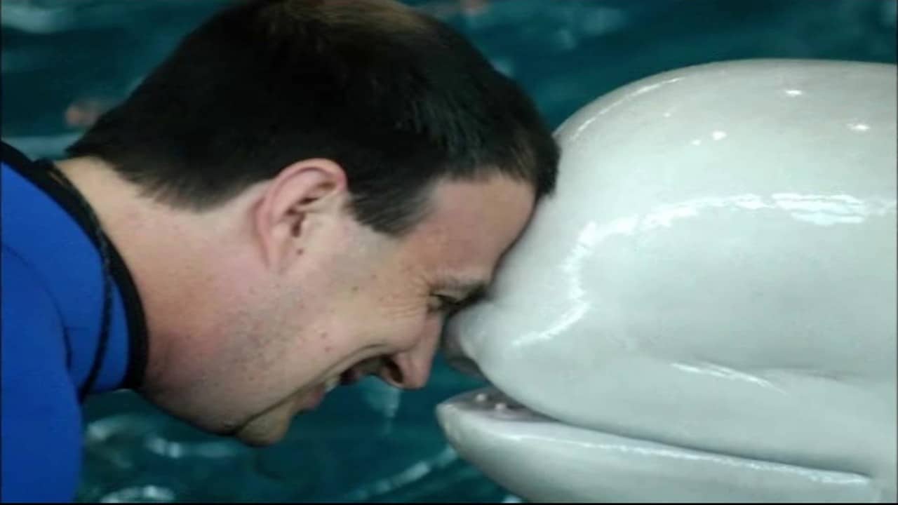 Featured image for “Training with Non-Food Reinforcers”