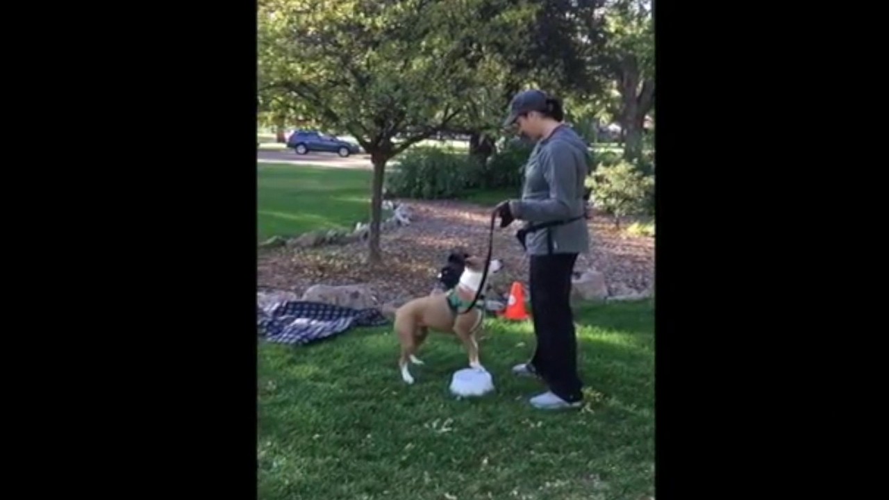 Featured image for “Teach Your Dog to Pivot”