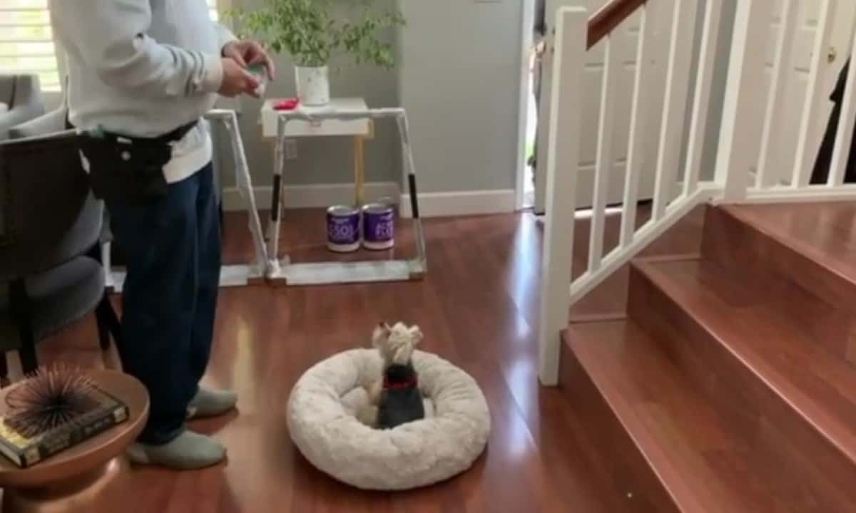 Featured image for “Teach an Alternative Behavior to Barking”