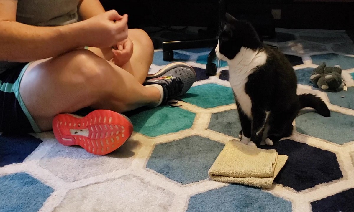 Featured image for “Teach Your Cat to Go to Mat: Part 1”