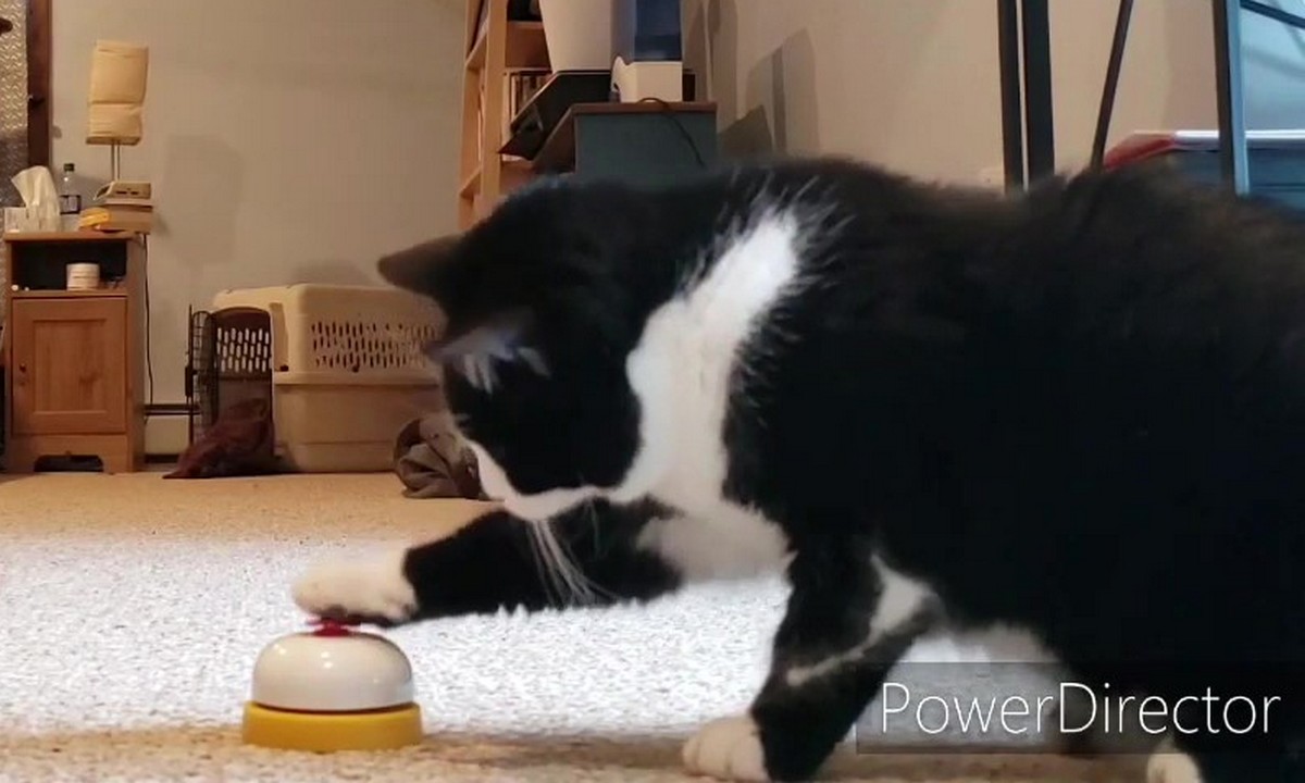 Featured image for “Teach Your Cat to Ring a Bell”