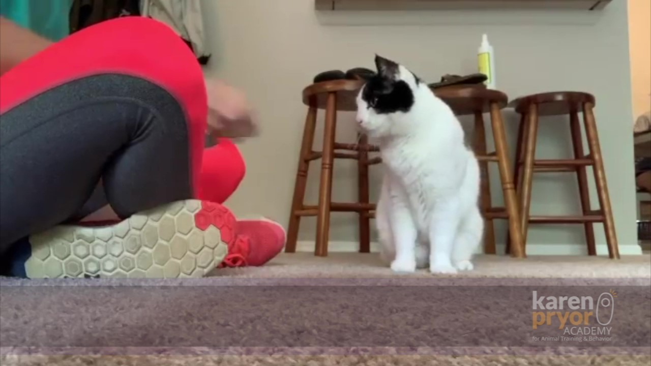 Featured image for “Teach Your Cat to Sit”