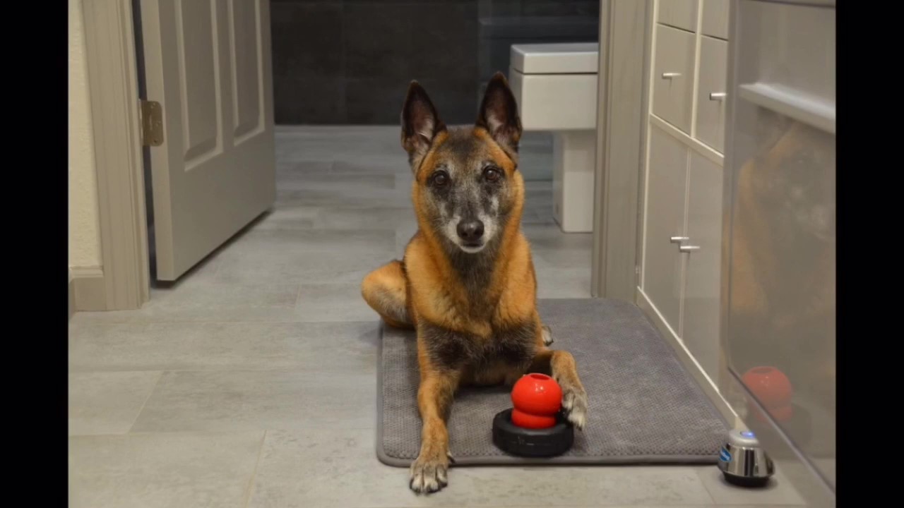 Featured image for “How to Create a Safe Place for Your Dog”