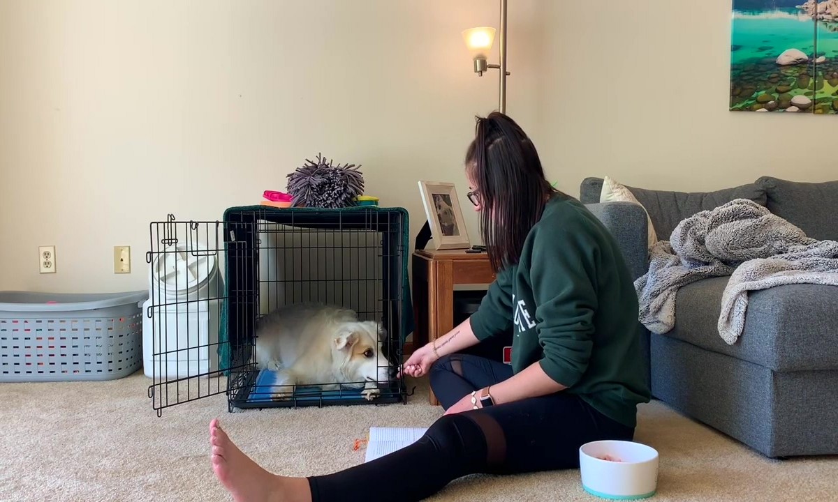 Featured image for “Teach Your Dog to Relax in a Crate”
