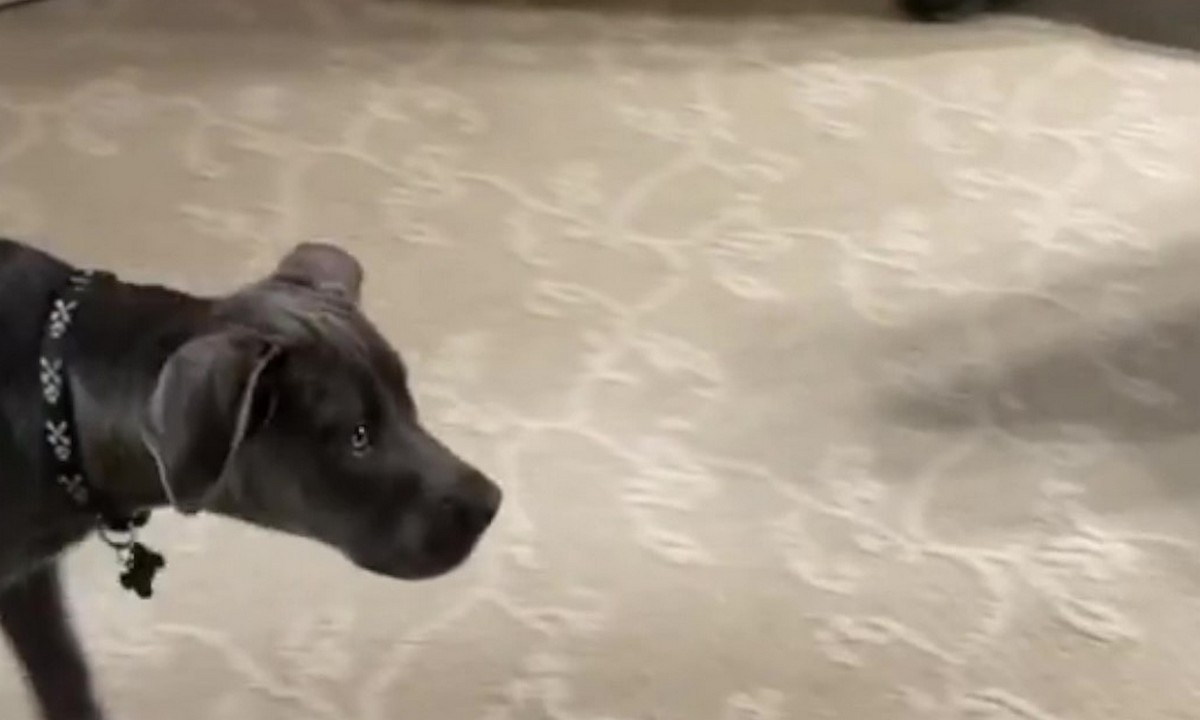 Featured image for “Teaching Foundation Behaviors: Introducing Recall”