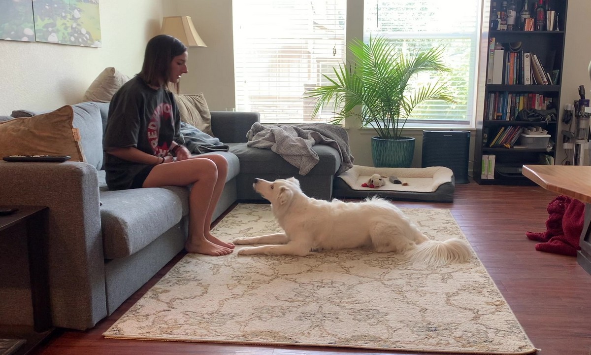 Featured image for “Teaching Foundation Behaviors: Stay”