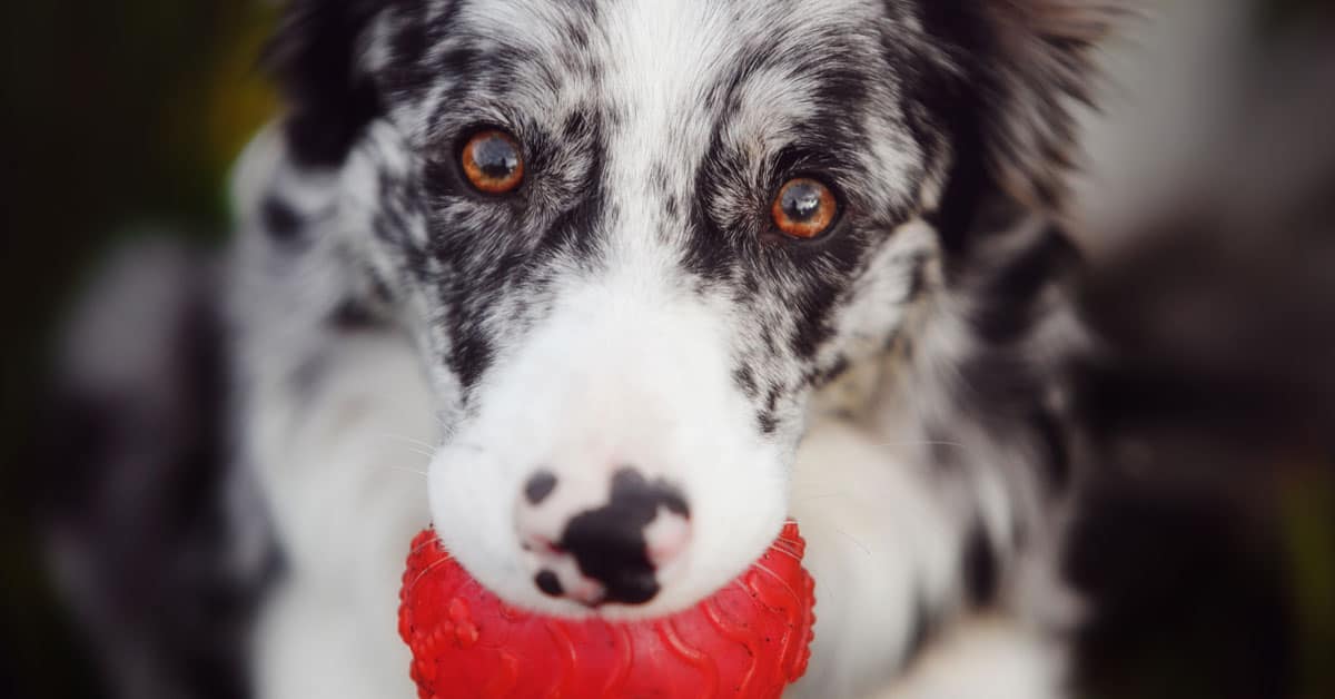 Featured image for “Choosing the Paws-itively Perfect Toy for Your Dog”