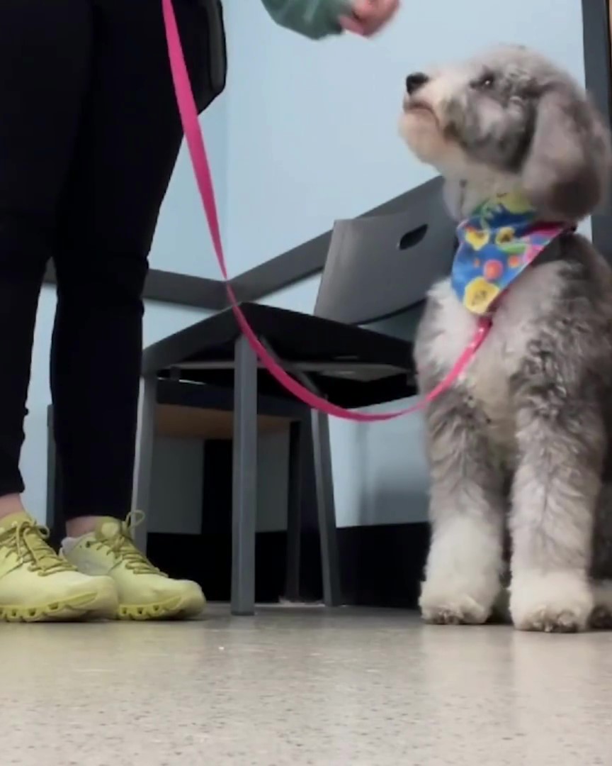 Featured image for “Training Time at the Vet”