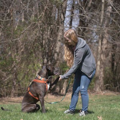 Explore Our Dog Trainer Class Formats