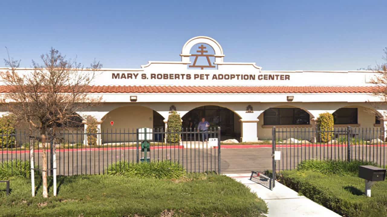 Featured image for “Karen Pryor Academy Announces 2019 Zoe Shelter Scholarship Recipients”