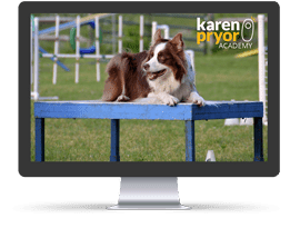 Dog Sport Essentials