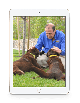 Dog Sport Essentials