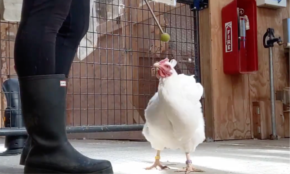 Featured image for “The Benefits of Working with Multiple Species”