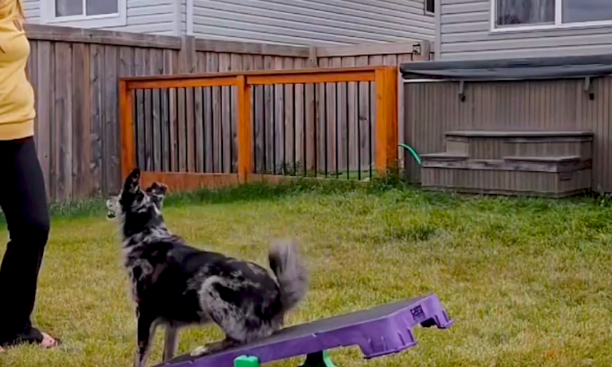 Featured image for “Confidence in Motion: The Power of Behavior Sequences in Dog Sports”