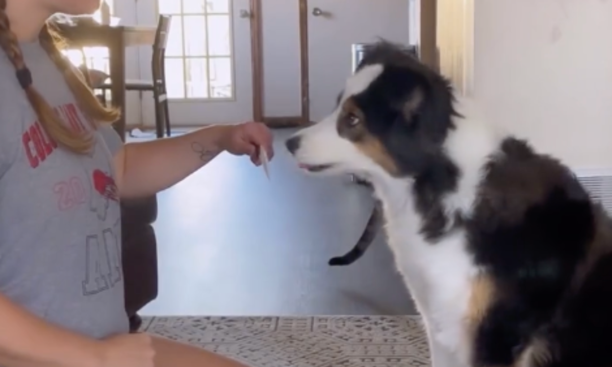 Featured image for “Cue Discrimination”