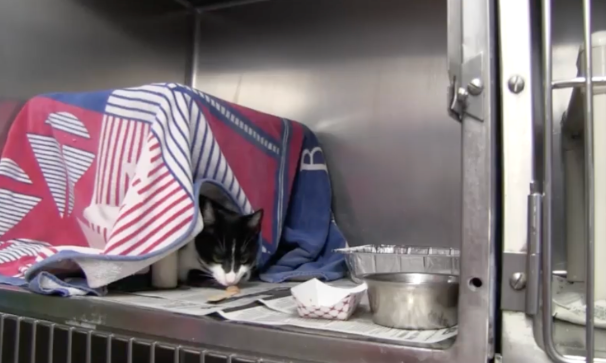 Featured image for “Encouraging Cats to Come Out of Their Enclosures”