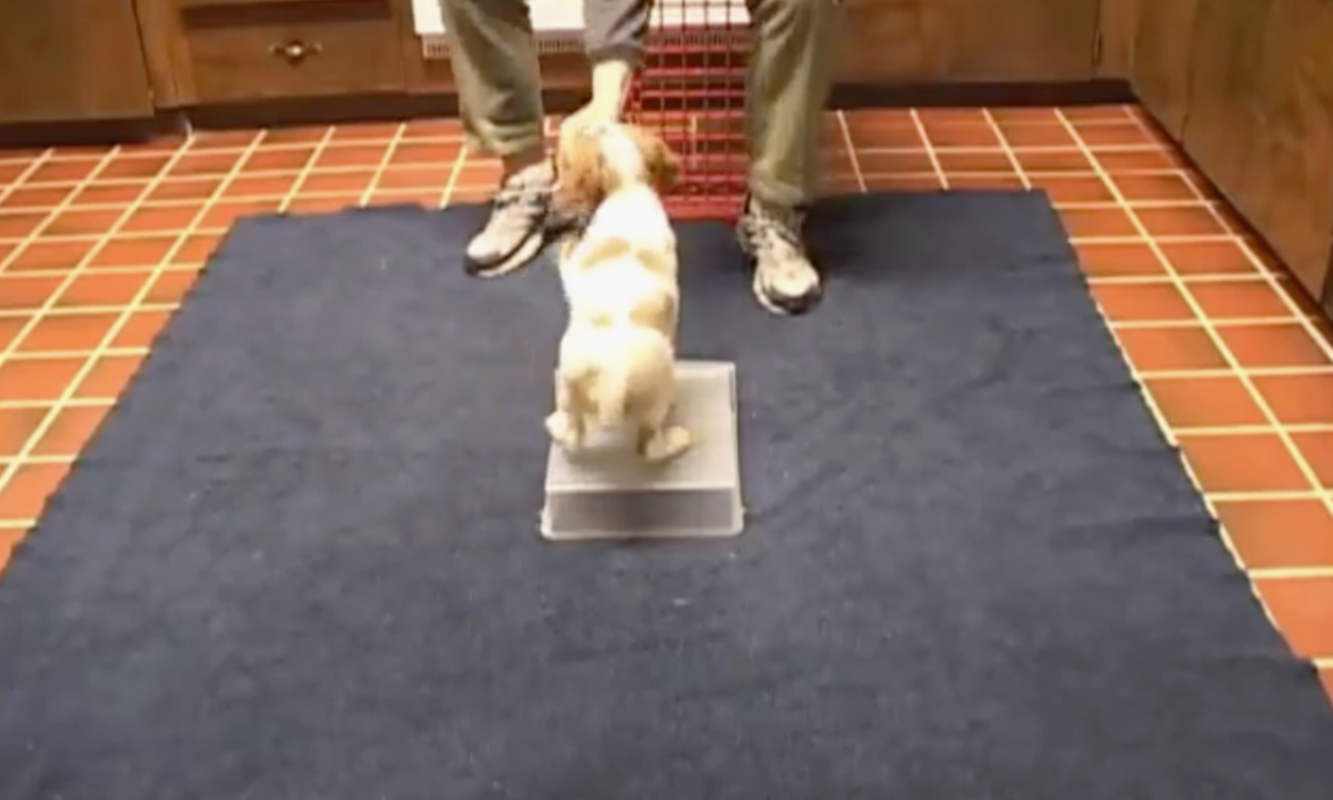 Featured image for “Dogs of Any Age Can Have Fun with Freestyle”