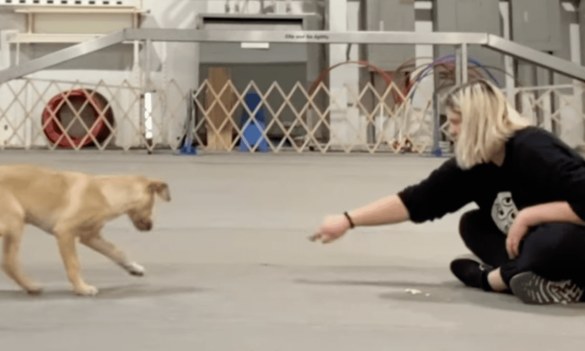 Featured image for “Teach a Frustration-Free “Leave It””