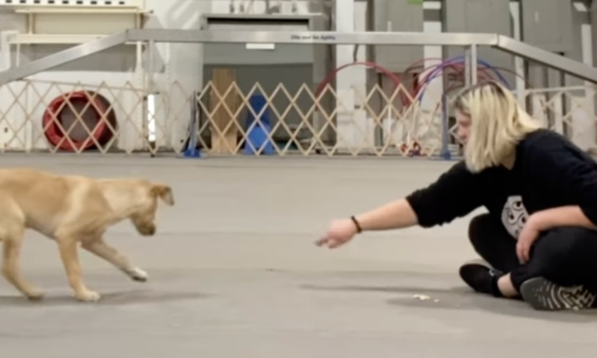 Featured image for “Teach a Frustration-Free “Leave It””