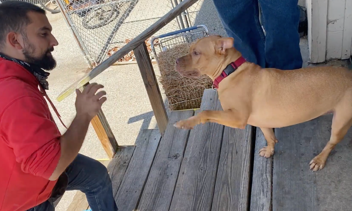 Featured image for “Fun Tricks for Dogs in Shelters”