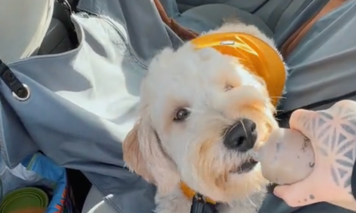 Featured image for “Generalizing the Settle Behavior”