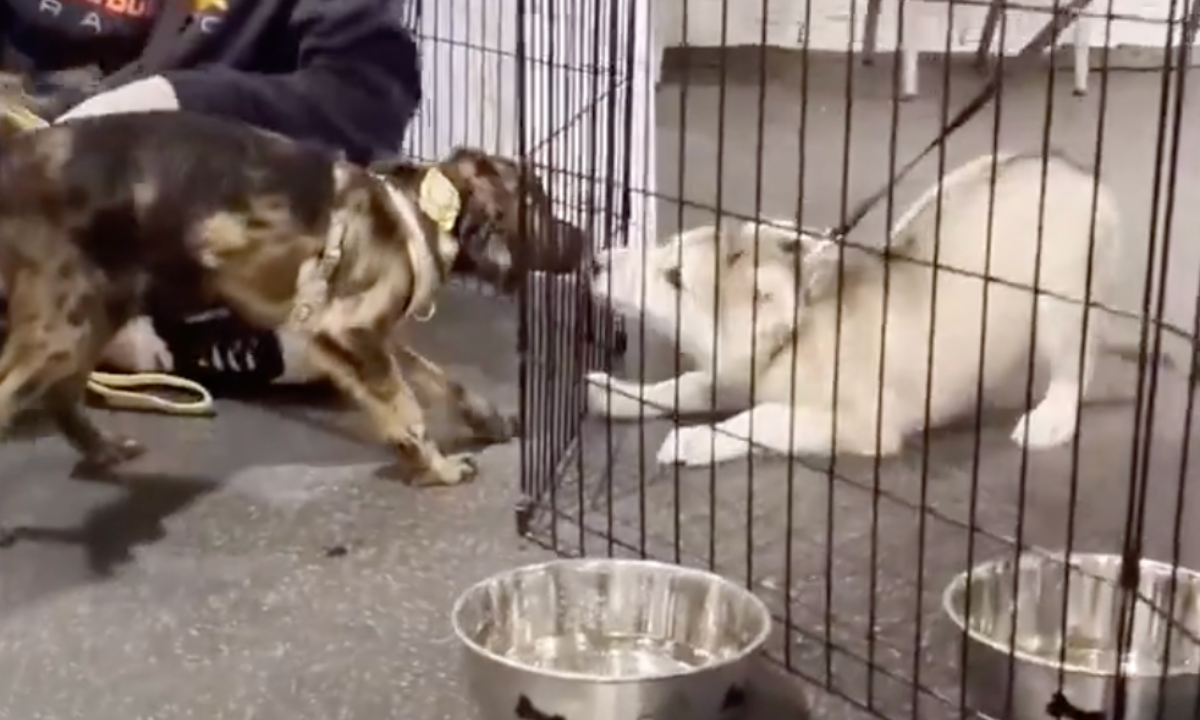 Featured image for “Helping Shy Puppies Socialize”