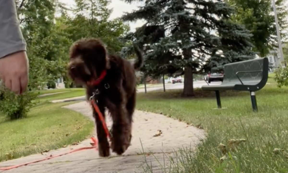Featured image for “Introducing a Puppy to a Long Lead”