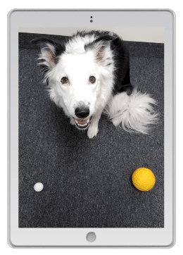 Concept Training: Modifier Cues