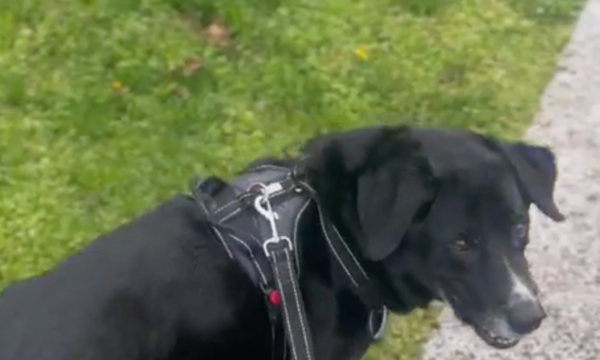 Featured image for “Teaching “Leave It” On Walks”