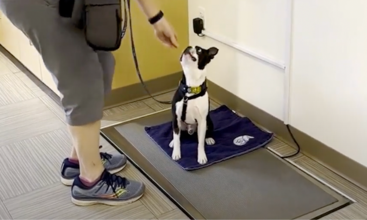 Featured image for “Preparing Your Pet for Vet Visits”