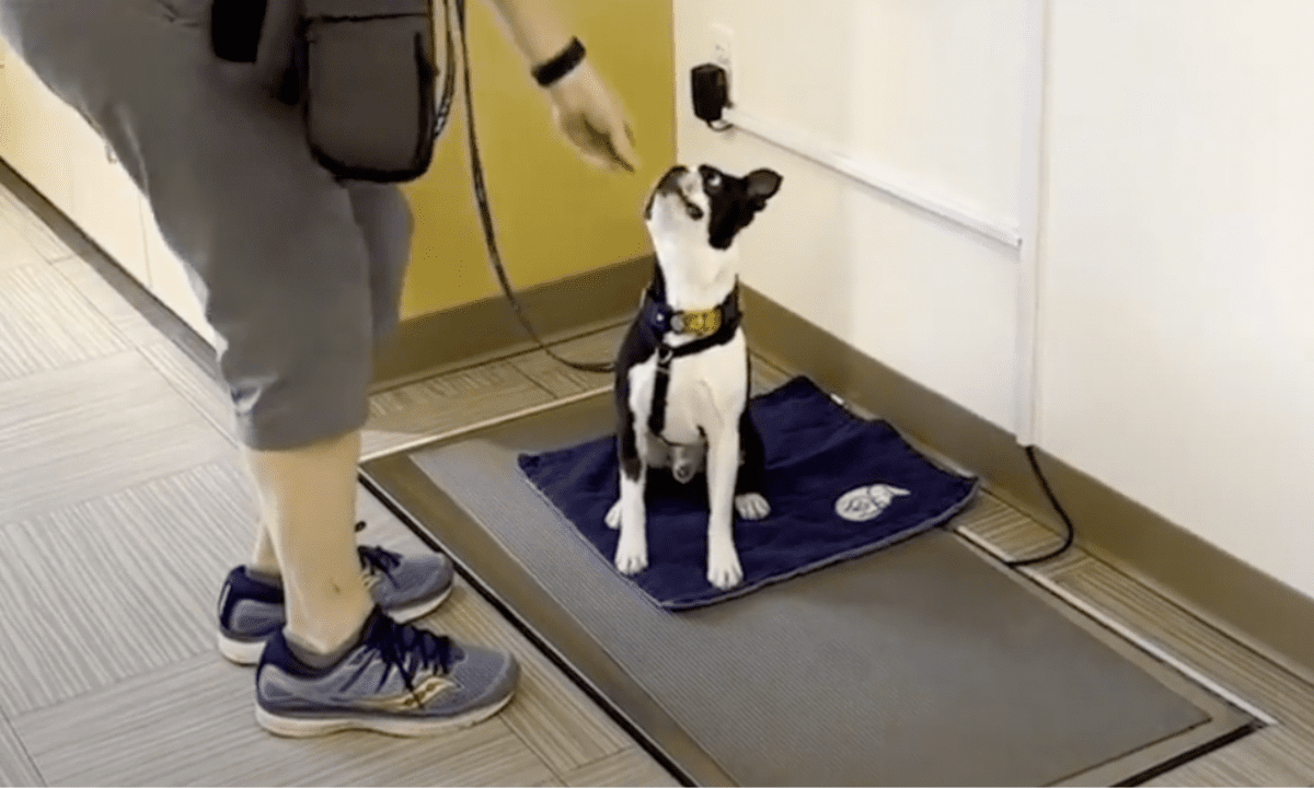 Featured image for “Preparing Your Pet for Vet Visits”