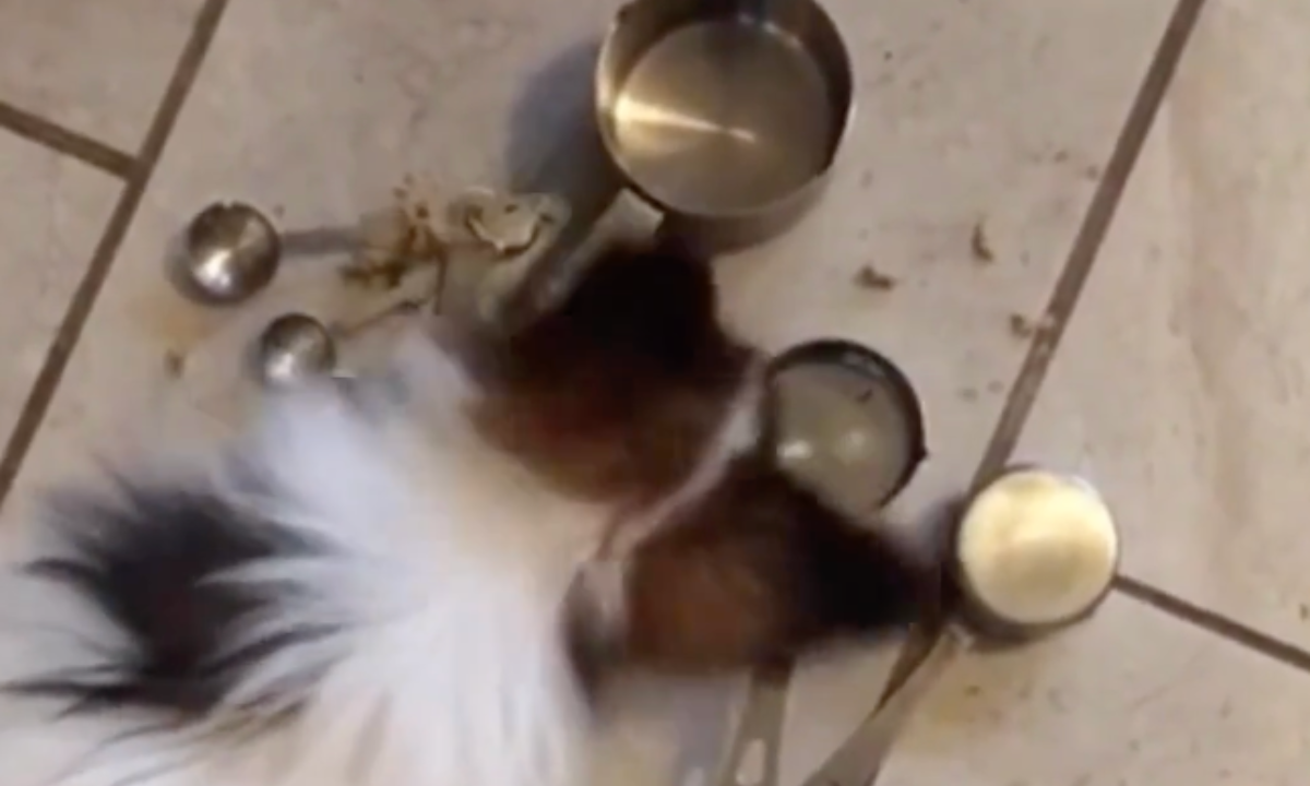 Featured image for “Puppy Socialization at Home”