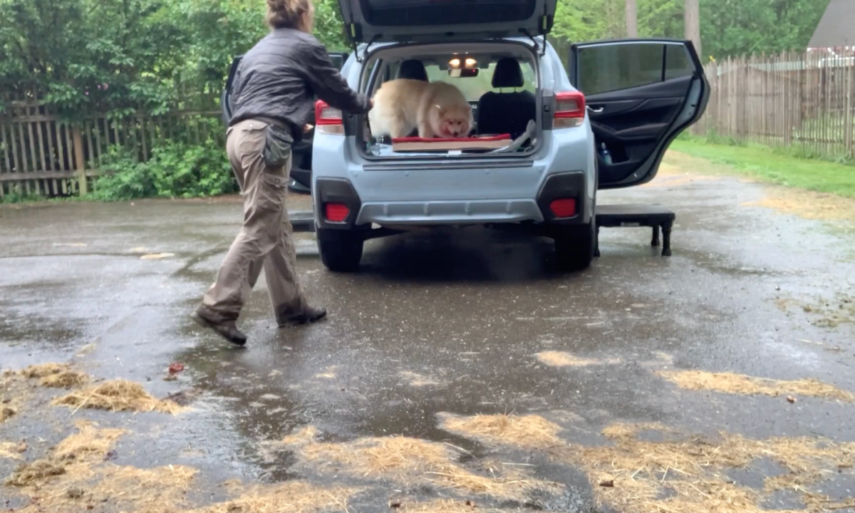 Featured image for “Puppy Socialization: Introducing Your Puppy to the Car”