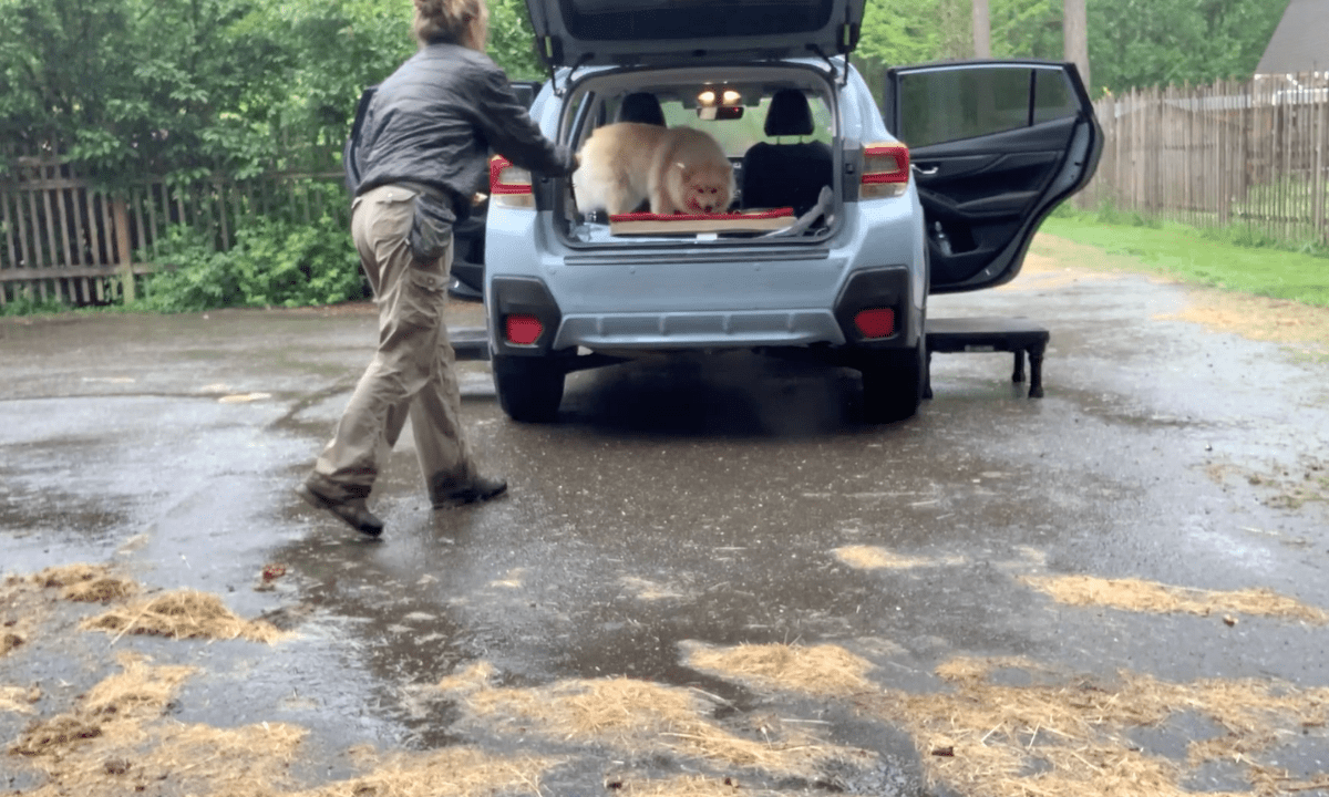 Featured image for “Puppy Socialization: Introducing Your Puppy to the Car”