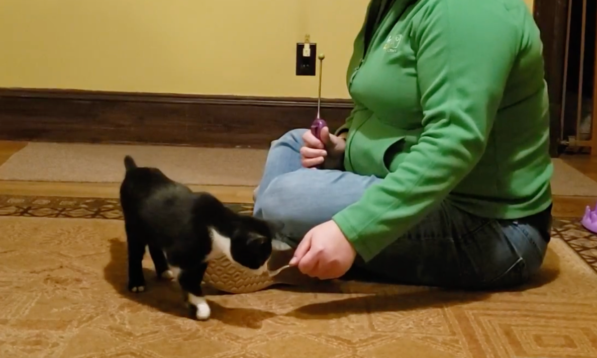 Featured image for “Reinforcement Delivery for Cats”