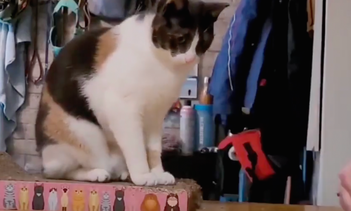 Featured image for “Station Training with Cats”