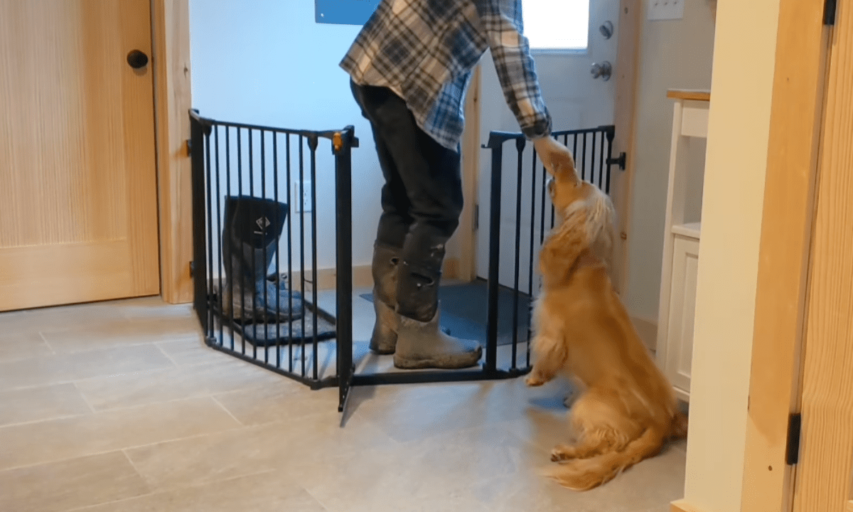 Featured image for “Teach Your Dog to Wait at a Gate”