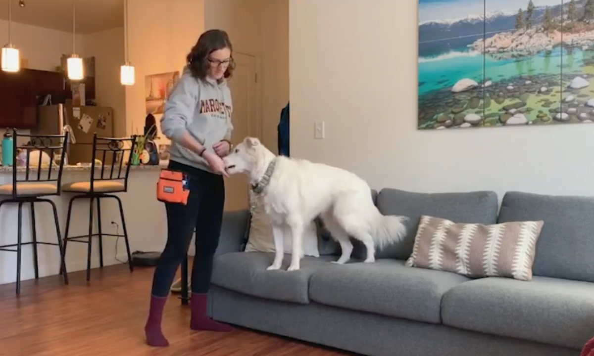 Featured image for “Teach Your Dog to Get On and Off the Couch”