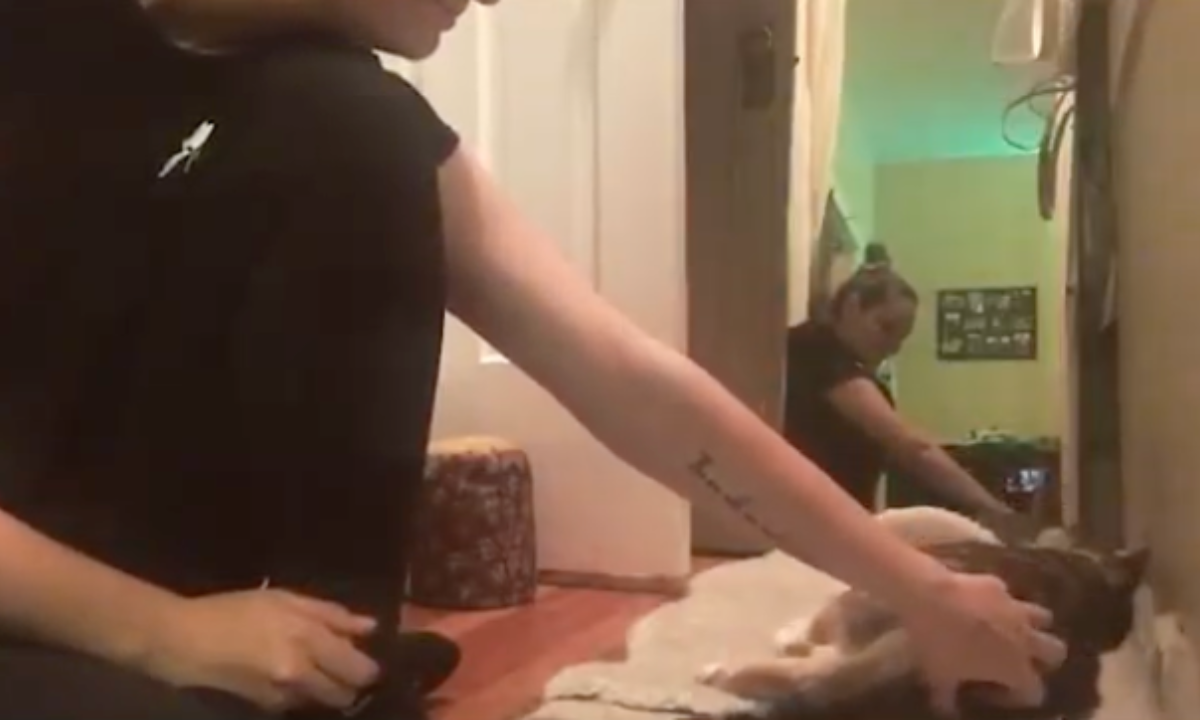 Featured image for “The Power of Tactile Reinforcement in Cat Training”