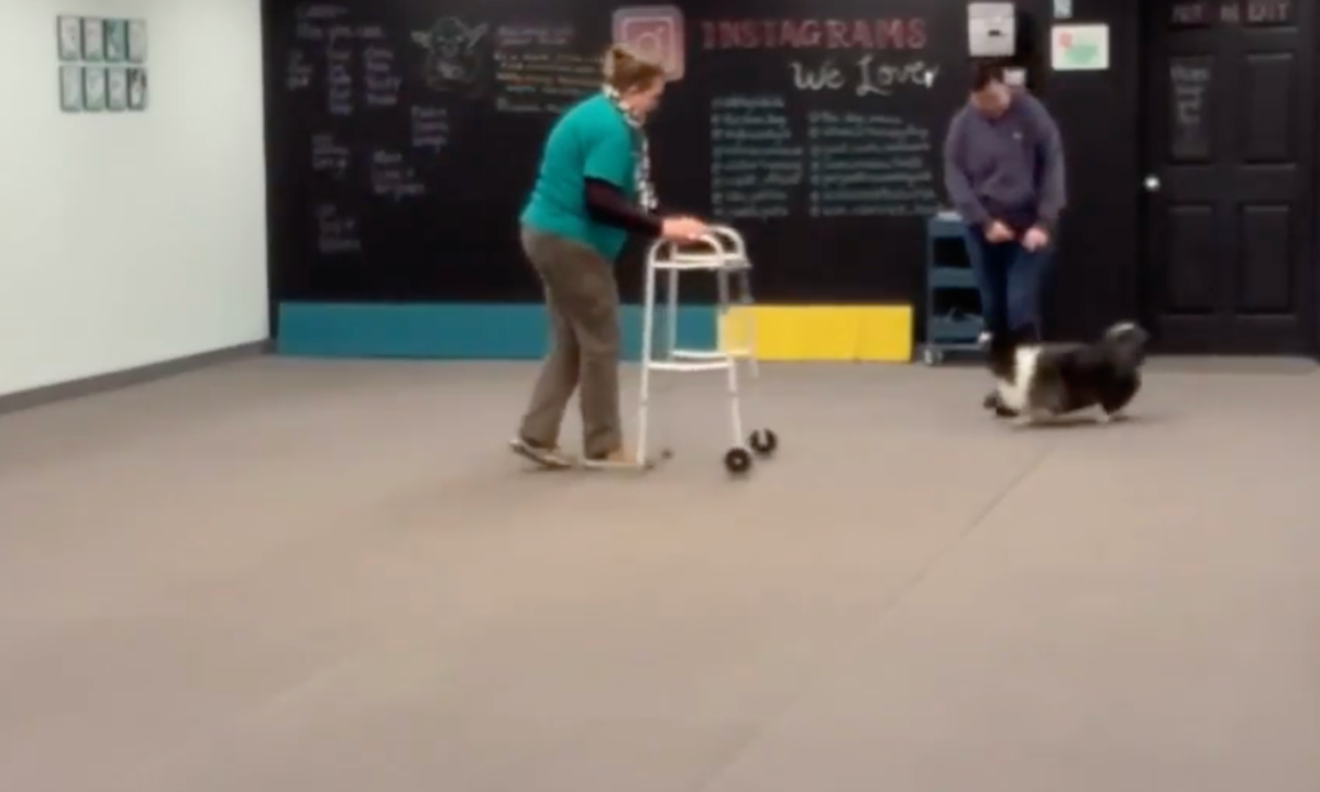 Featured image for “Therapy Dog Skills: Remaining Calm Around Medical Equipment”