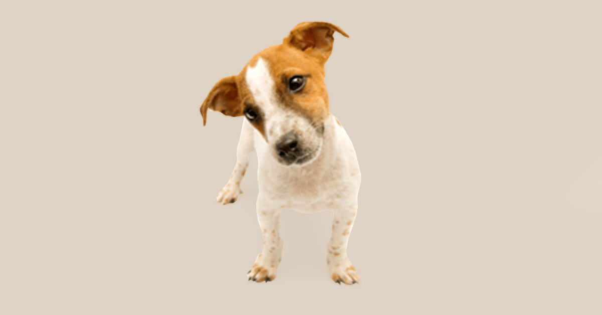 Featured image for “All Ears! How to Train Your Puppy to Listen”