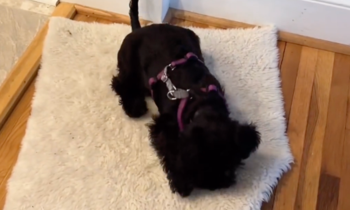 Featured image for “Training Your Dog Outside of Formal Training Sessions”