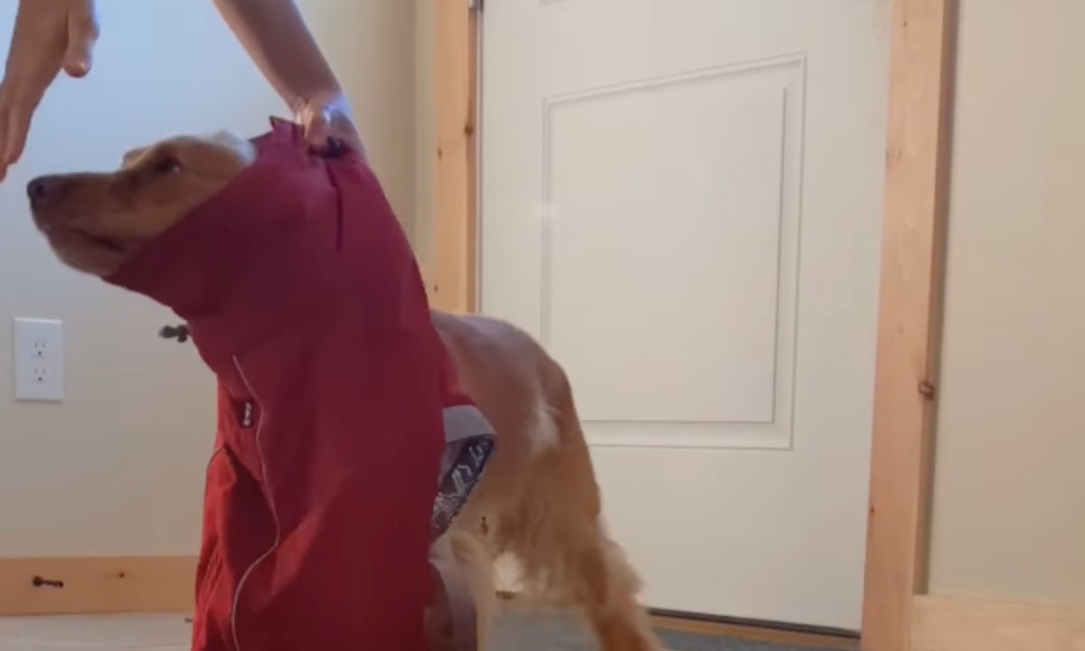 Featured image for “Teach Your Dog to Wear a Coat”