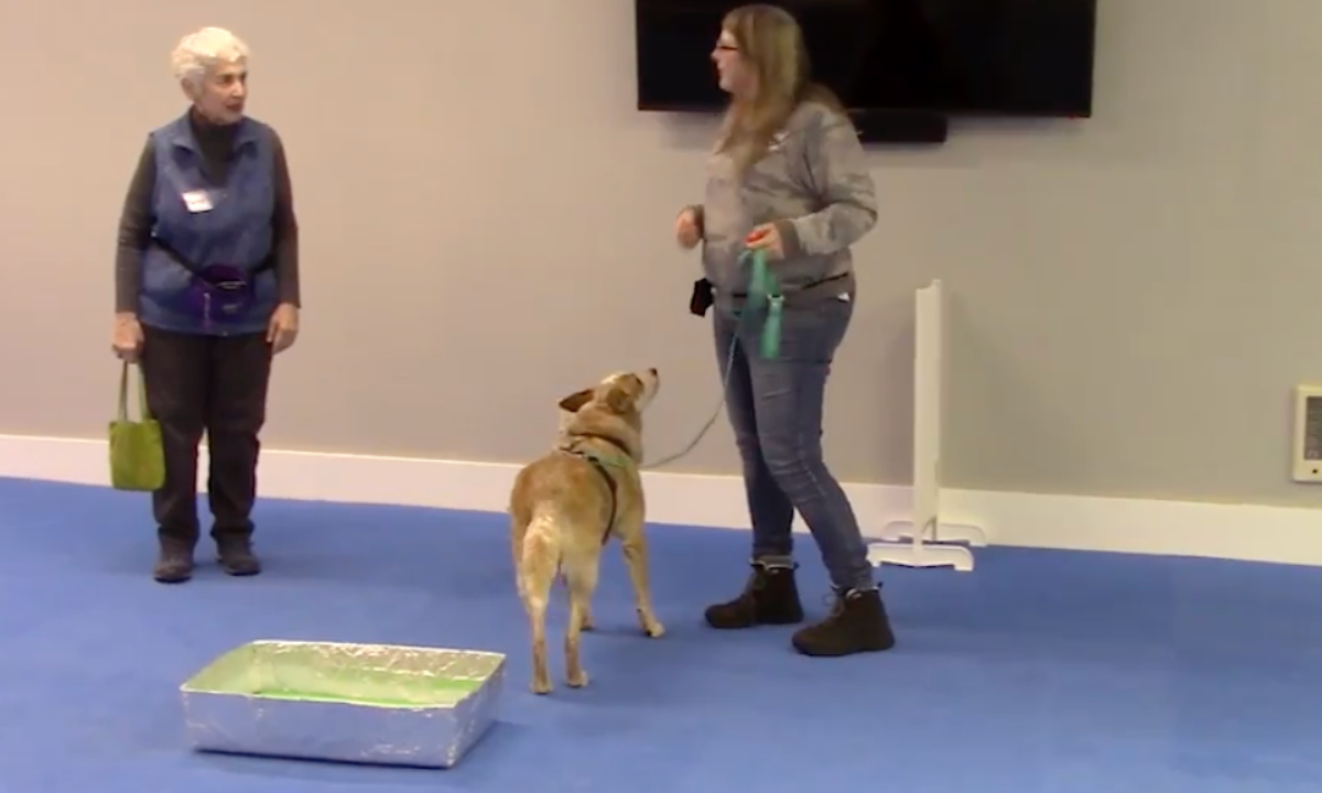 Featured image for “Turkey Game: Adding Sizzle to Your Dog Training Classes”